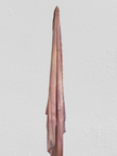 Tag Aloha Opihi Pareo Pink Sarong